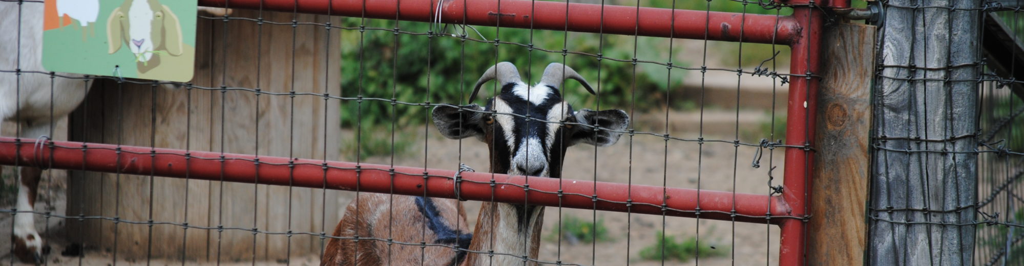 Honey and Goats